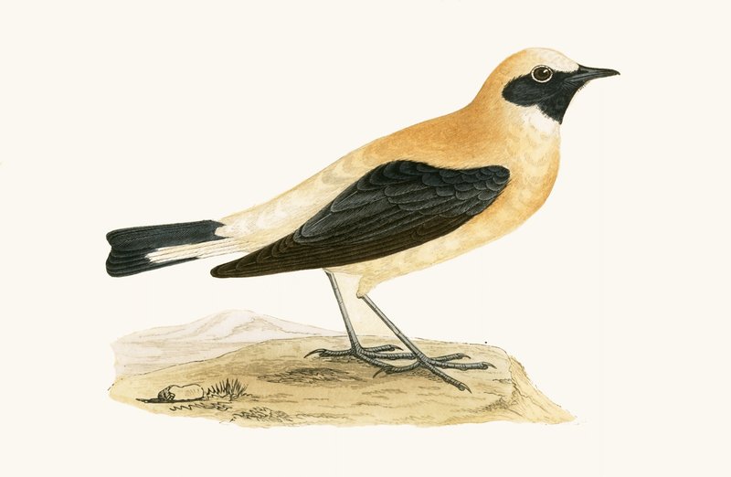 Russet Wheatear, illustrasjon fra 