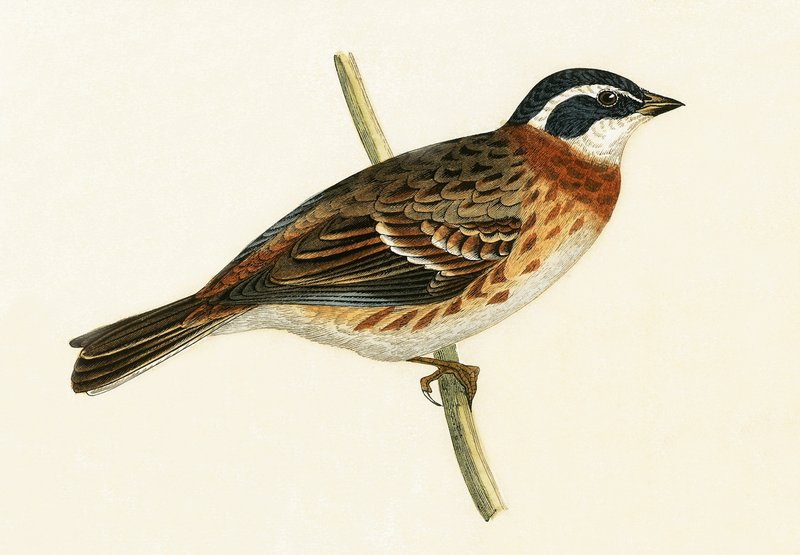 Rustic Bunting, illustrasjon fra 