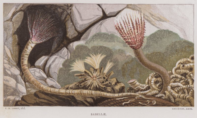 Sabelle (farge litho) av English School