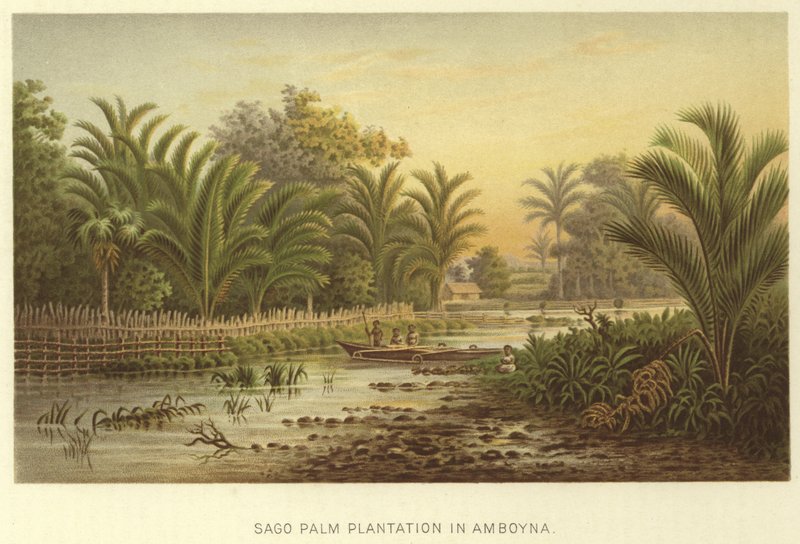 Sago Palm Plantation i Amboyna av English School