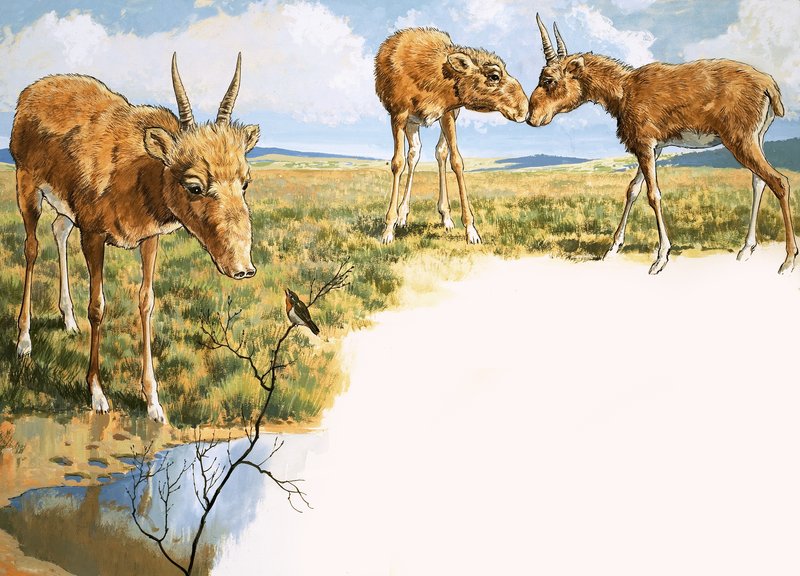 Saiga antilope av English School