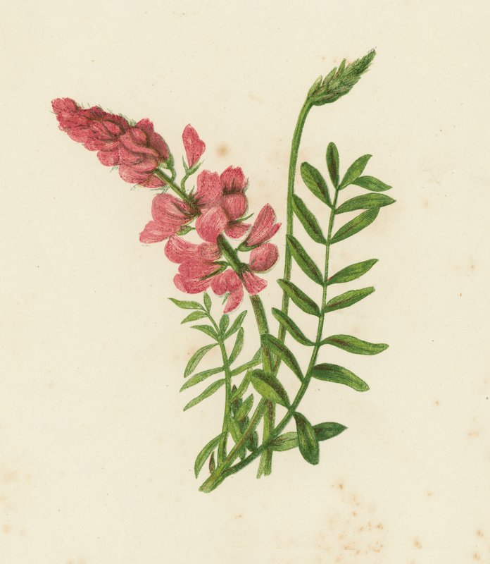 Saintfoin, Onobrychis Sativa (farge litho) av English School
