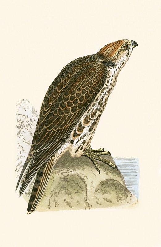 Saker Falcon, illustrasjon fra 