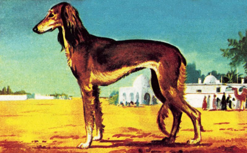 Saluki av English School