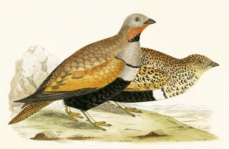 Sand Grouse, illustrasjon fra 