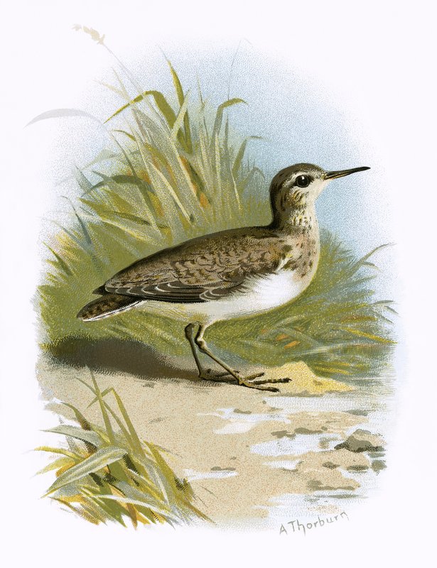 Sandpiper av English School