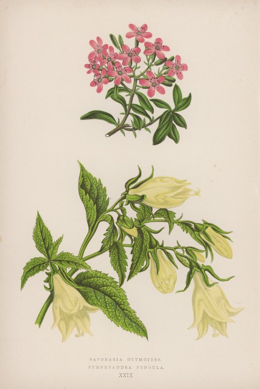 Saponaria Ocymoides; Symphyandra Pendula (farge litho) av English School