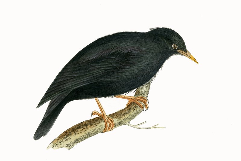 Sardinian Starling, illustrasjon fra 
