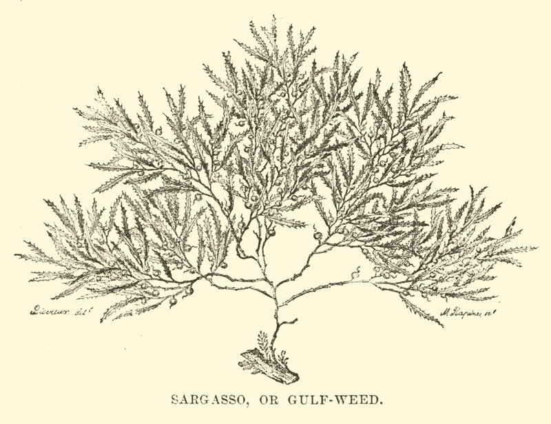Sargasso, eller Gulf-weed av English School