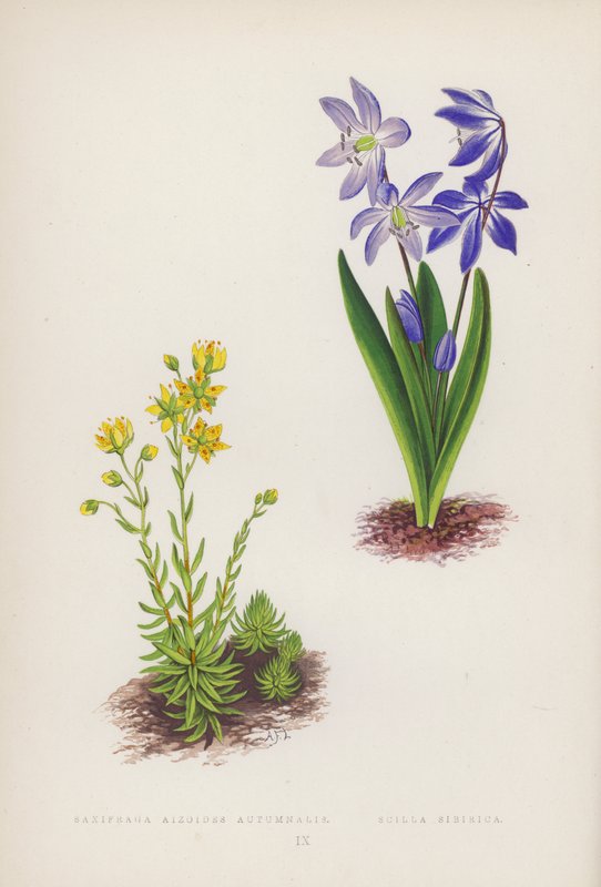 Saxifraga Aizoides Autumnalis; Scilla Sibirica (farge litho) av English School
