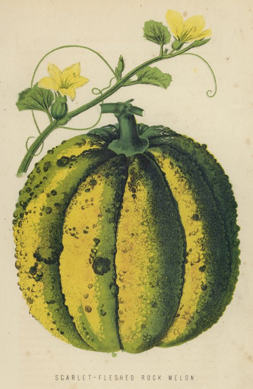 Scarlet-Fleshed Rock Melon av English School