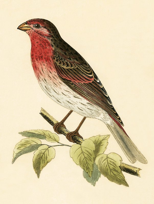 Scarlet Bullfinch, illustrasjon fra 'A History of the Birds of Europe Not Observed in the British Isles' av Charles Robert Bree (1811-86), utgitt 1867 av English School