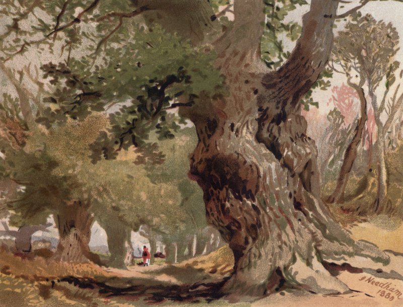Scene i Sherwood Forest (farge litho) av English School