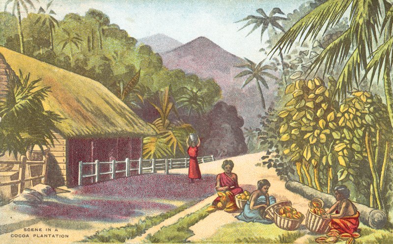 Scene i en kakaoplantasje (farge litho) av English School