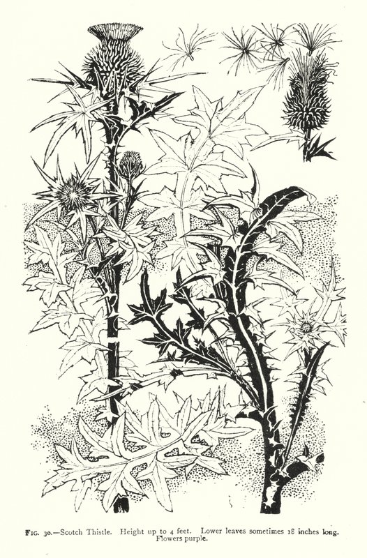 Scotch Thistle; Høyde opp til 4 fot; Nedre blader noen ganger 18 tommer lange; Blomster lilla (gravering) av English School