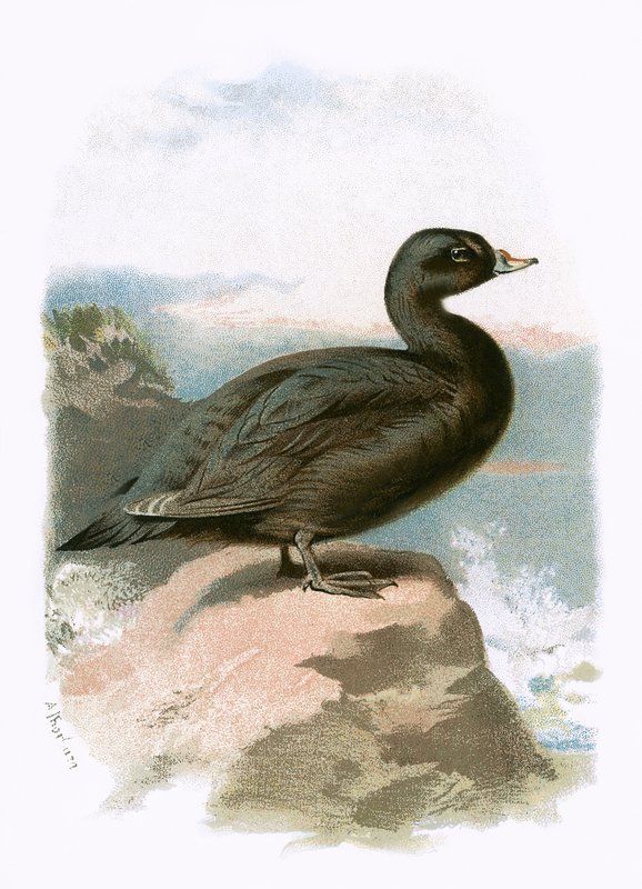 Scoter av English School