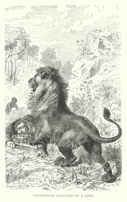 Den skotske misjonæren David Livingstone angrepet av en løve i Afrika (gravering) av English School