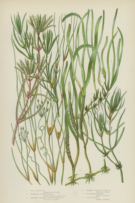 Sea Ruppia, Horned Pond Weed, Bred-Leaved Grass-Wrack, Dverg Grass-Wrack, Flexible Naias, Sea Naias (farge litho) av English School