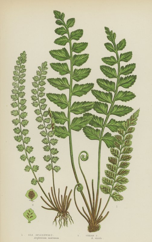 Sjømilturt, grønn milturt (farge litho) av English School