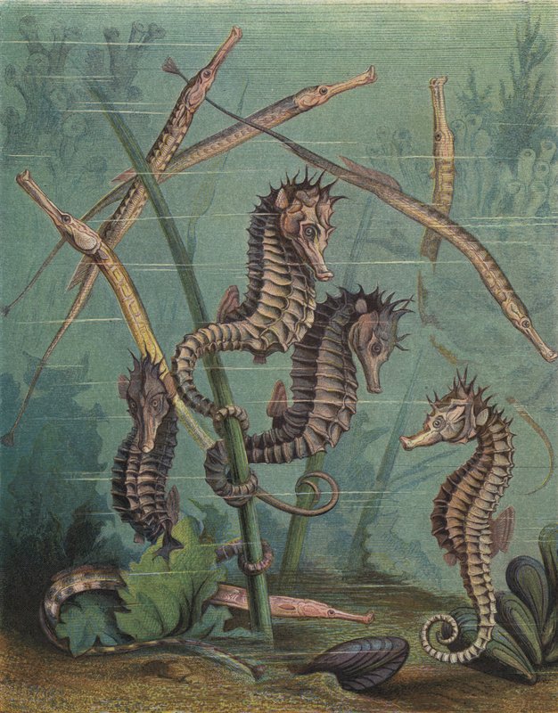 Sjøhester og pipefish (farget gravering) av English School