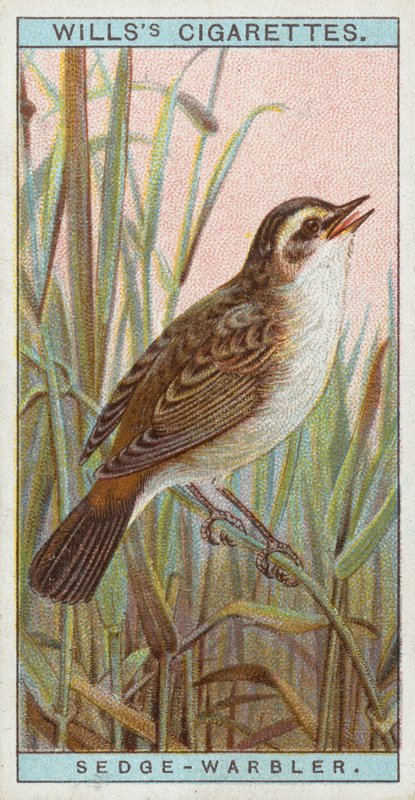Sedge-Warbler av English School