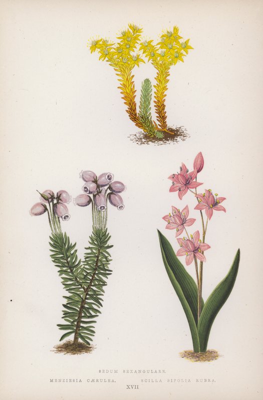 Sedum Sexangulare; Menziesia Scilla Bifolia Rød (farge litho) av English School
