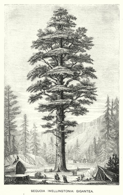 Sequoia (Wellingtonia) Gigantea (gravering) av English School