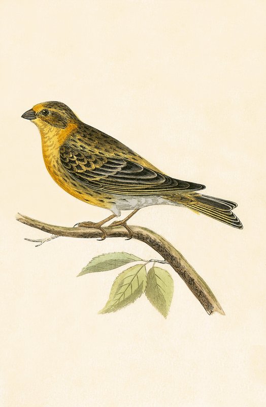 Serin Finch, illustrasjon fra 