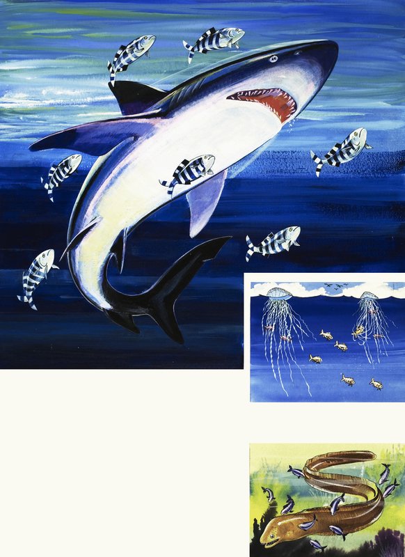 Shark, Moray Eel og Portugisisk Man-of-War av English School