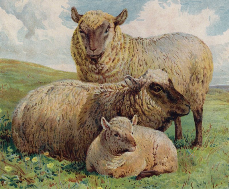 Sau og lam (farge litho) av English School