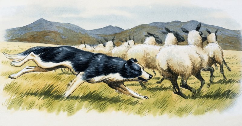 Fårehund av English School