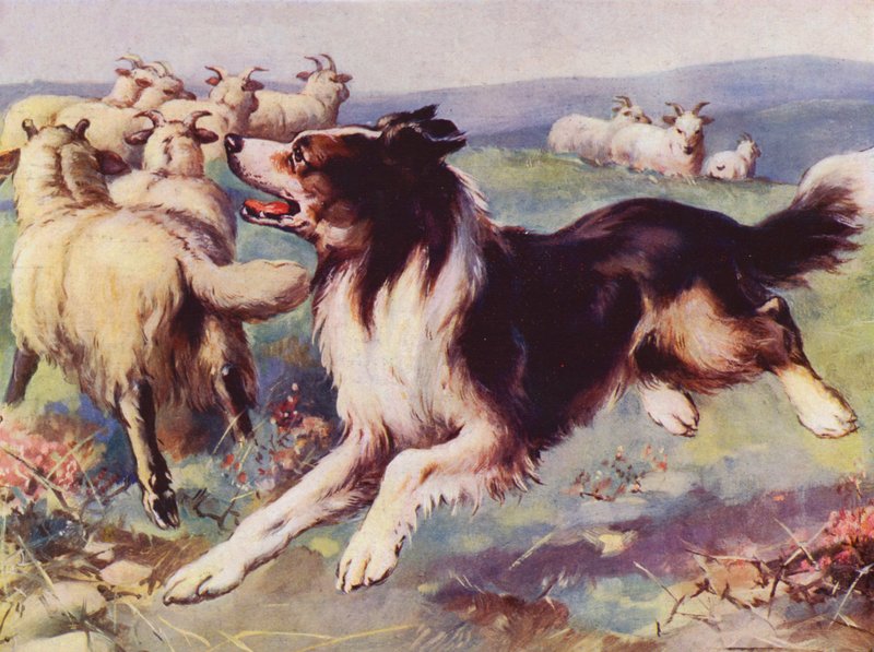 Fårehund på jobb (farge litho) av English School