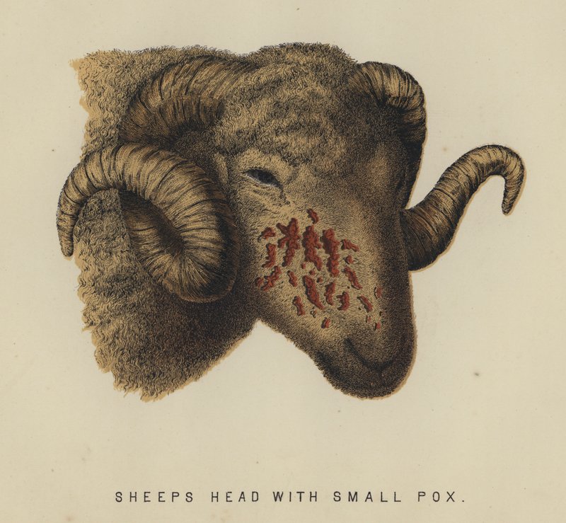 Sauehode med kopper (farge litho) av English School
