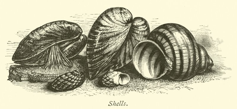 Skjell av English School