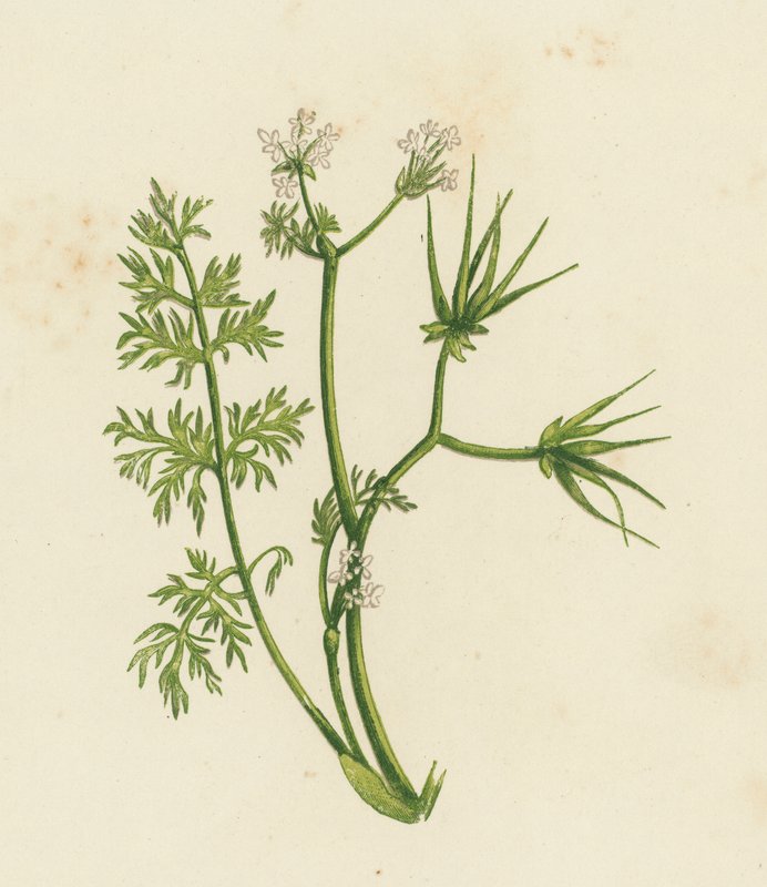 Shepherd's Needle, Scandix Pecten (medlemsfarge) av English School