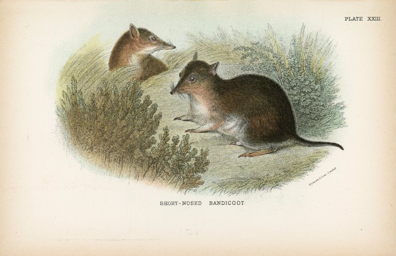 Kortneset bandicoot av English School