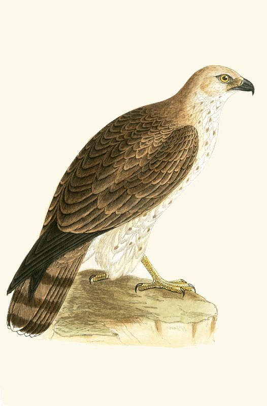 Short Toed Eagle, illustrasjon fra 