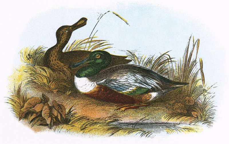 Shoveler av English School