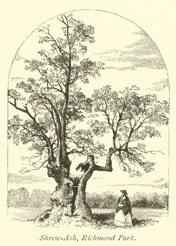 Shrew-Ash, Richmond Park av English School