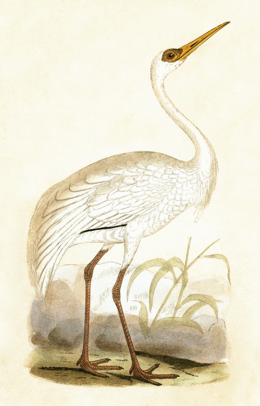 Siberian Crane, illustrasjon fra 