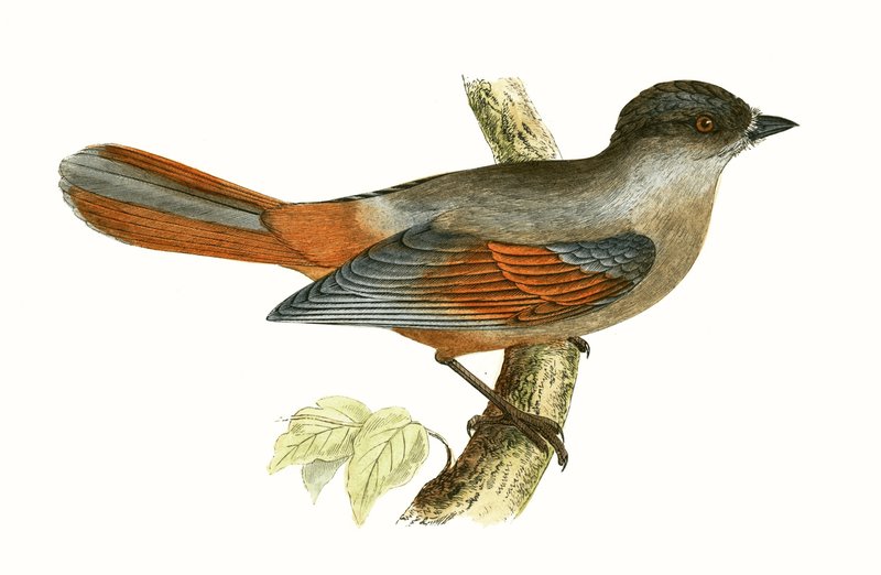 Siberian Jay, illustrasjon fra 