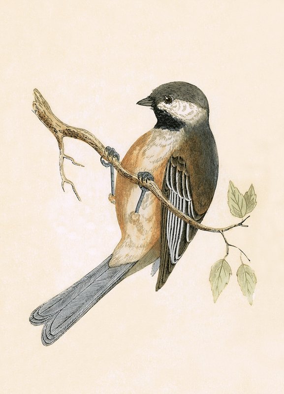 Siberian Tit, illustrasjon fra 