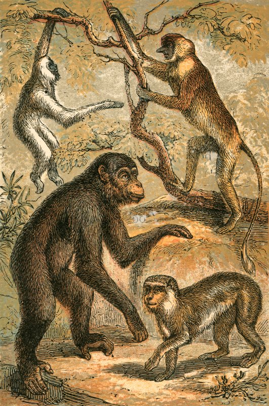 Sølvaktig Gibbon, Snabelape, Sjimpanse og Barbary Ape av English School