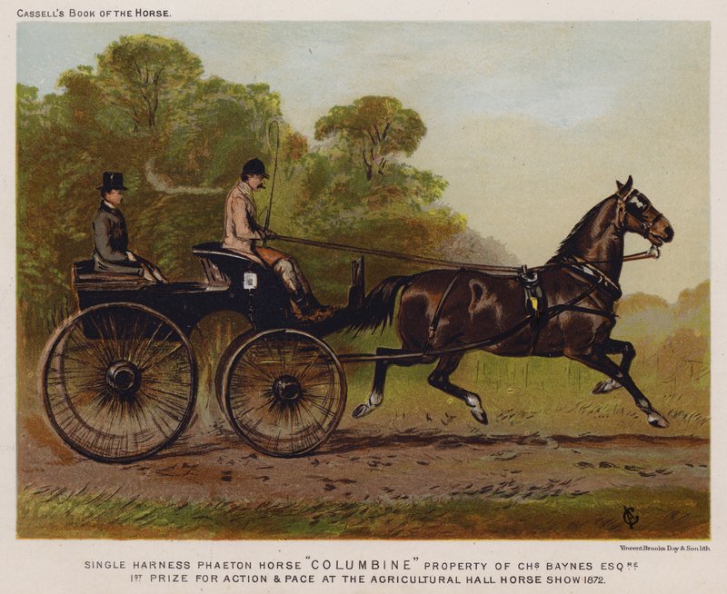 Enkeltsele Phaeton Horse "Columbine", eiendom til Charles Baynes Esq av English School