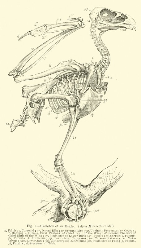Skeleton of an Eagle, etter Milne-Edwards av English School
