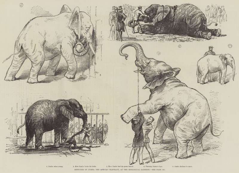 Skisser av Jumbo, den afrikanske elefanten, ved Zoological Gardens (litho) av English School