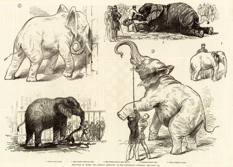 Skisser av Jumbo, den afrikanske elefanten, ved Zoological Gardens av English School