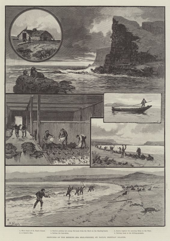 Skisser av selfiske i Beringhavet, St Paul