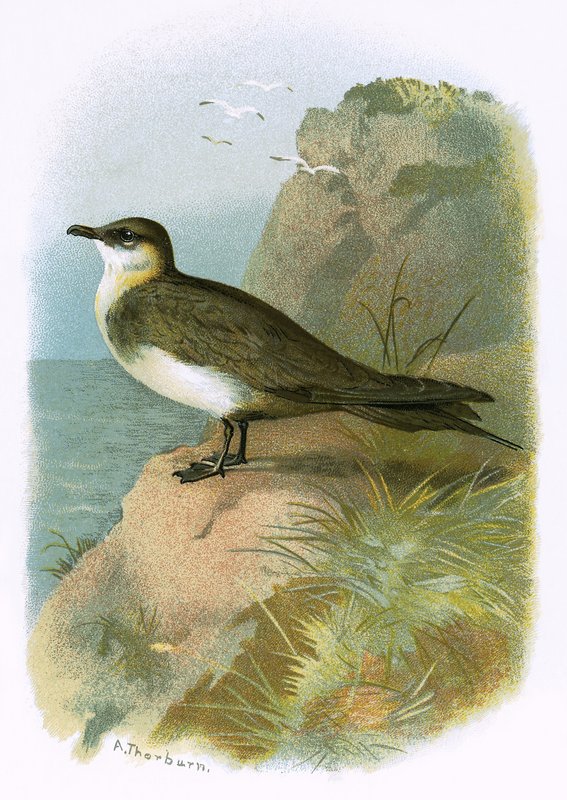 Skua av English School