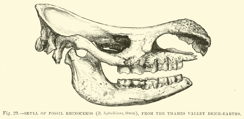 Skull of Fossil Rhinoceros (R leptorhinus, Owen), fra Thames Valley Brick-earths av English School